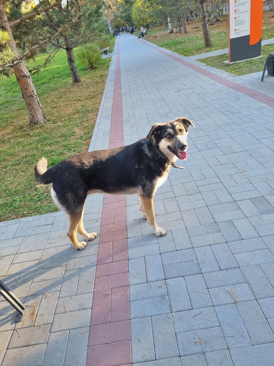 Благовещенский «Хатико» все еще ищет хозяина - 2x2.su картинка 2