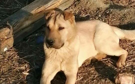 В Приамурье зоозащитники запустили акцию с новогодними подарками для животных из приюта - 2x2.su картинка 2