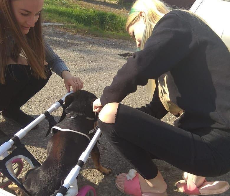 «Не могу никому отказать»: школьница из Уссурийска делает инвалидные коляски для животных