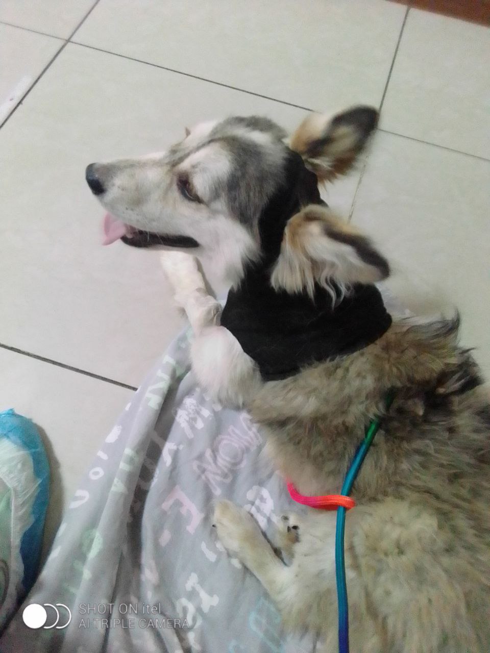 В лесу возле Благовещенска нашли щенка со страшной раной от вросшего ошейника - 2x2.su картинка 2