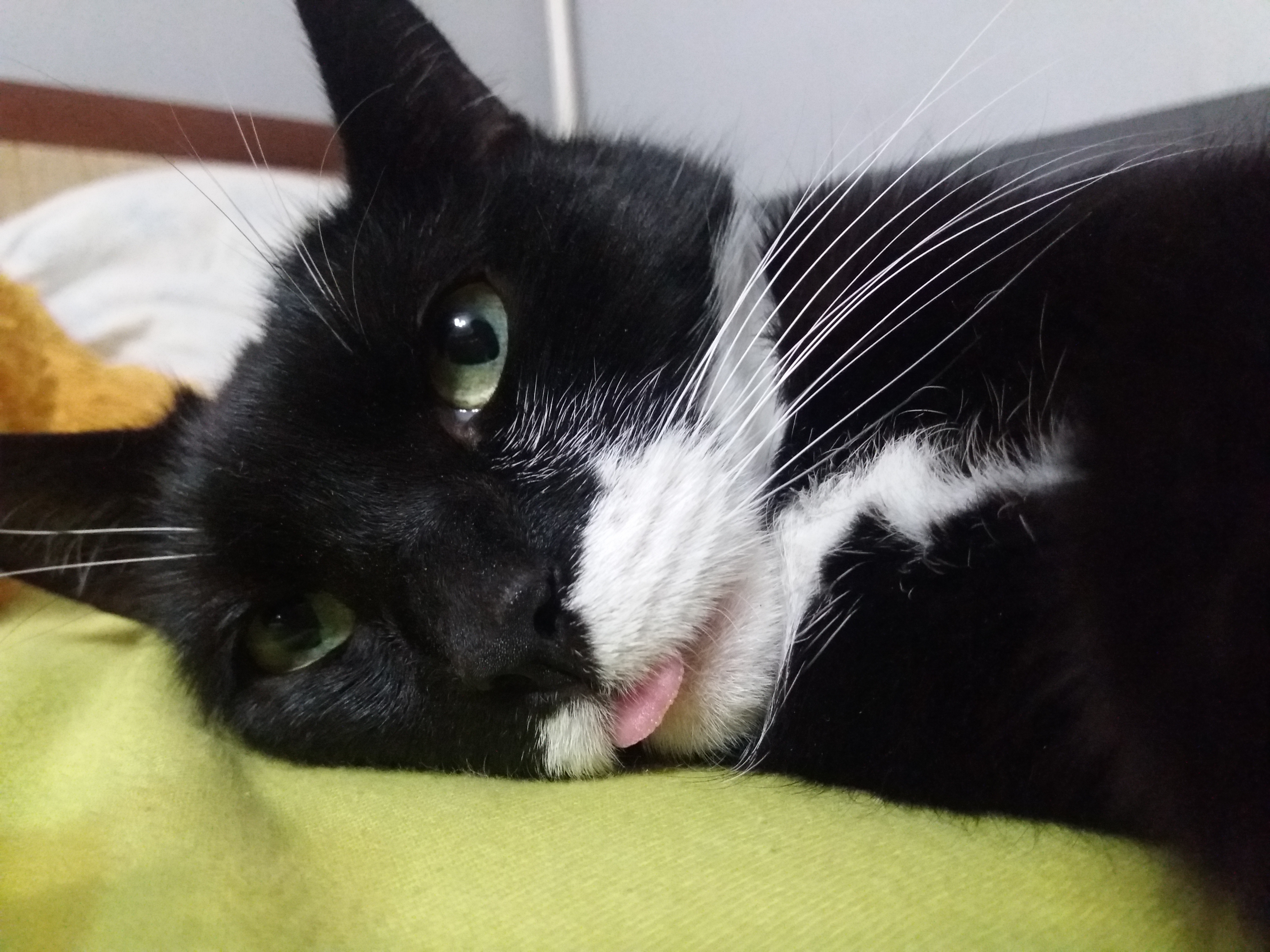 На портале 2х2.su стартовал фотоконкурс «Котик-обормотик» 