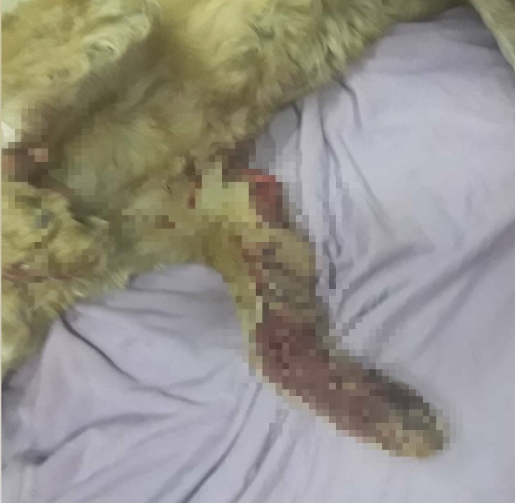 Амурские зоозащитники ищут дом вылеченной собаке, которую покусали сородичи и сбила машина