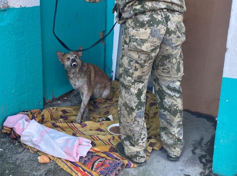 Спасённые при пожаре в Благовещенске кот и собака чуть не остались на улице - 2x2.su