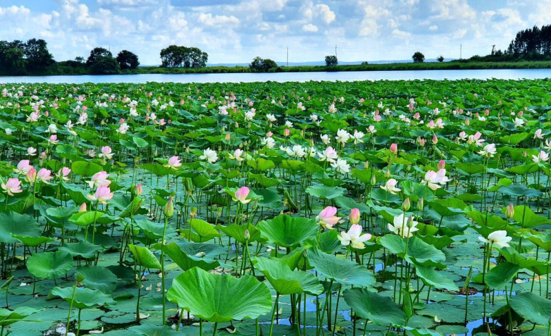 Амурчан просят не срывать лотосы, которые зацвели в Константиновском районе - 2x2.su