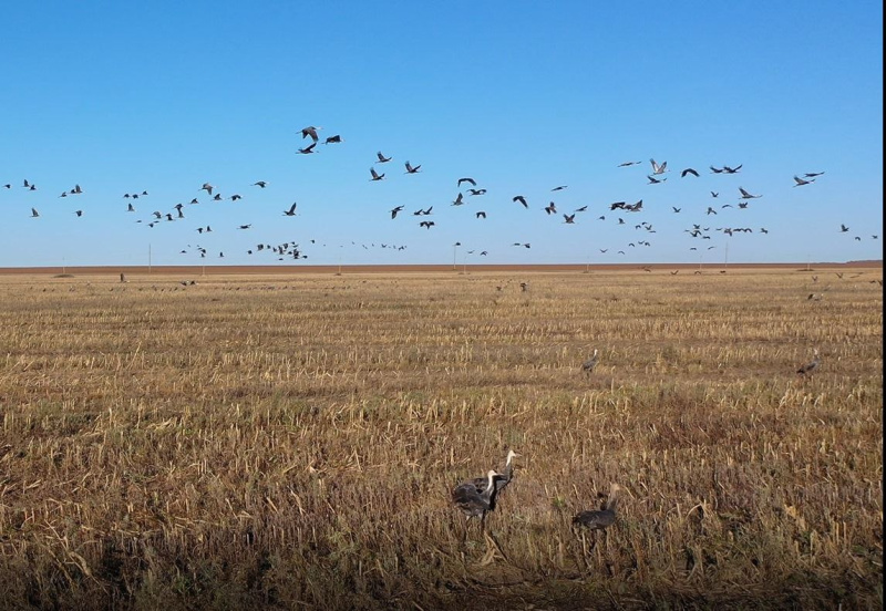 В Приамурье журавли готовятся к отлету и кормятся на убранных полях - 2x2.su