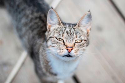 Гороскоп на 21 февраля: Тельцам надо в себя верить, а Близнецам нужна фантазия - 2x2.su