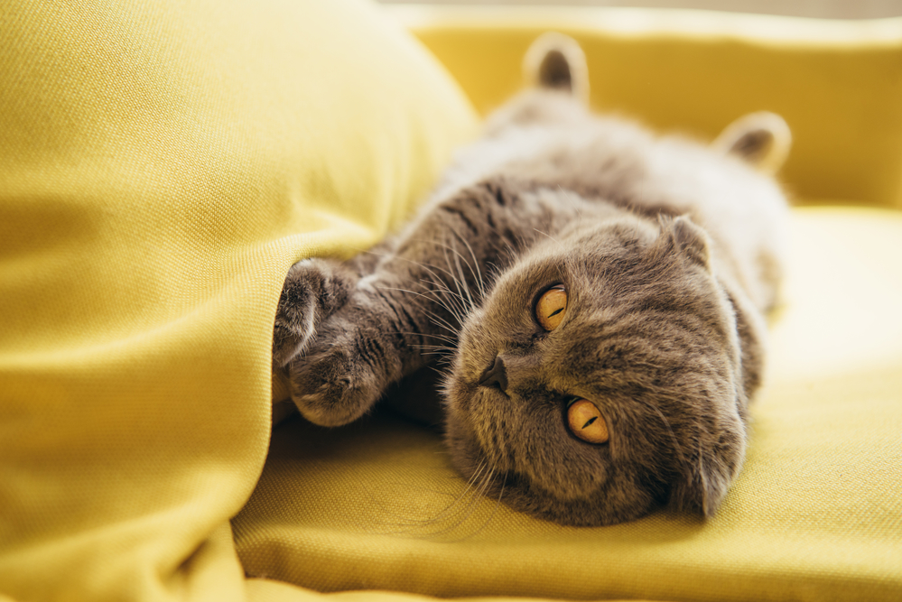 Гороскоп на 6 ноября: Раков заставят любить, а Девы не пользуются логикой - 2x2.su