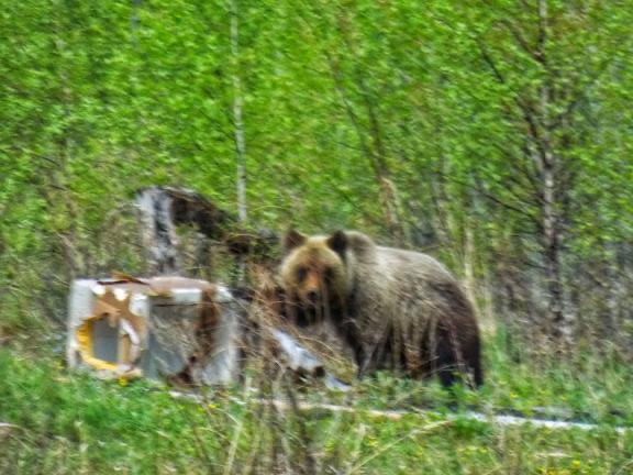 В Амурской области возле деревень жители стали замечать медведей - 2x2.su картинка 2