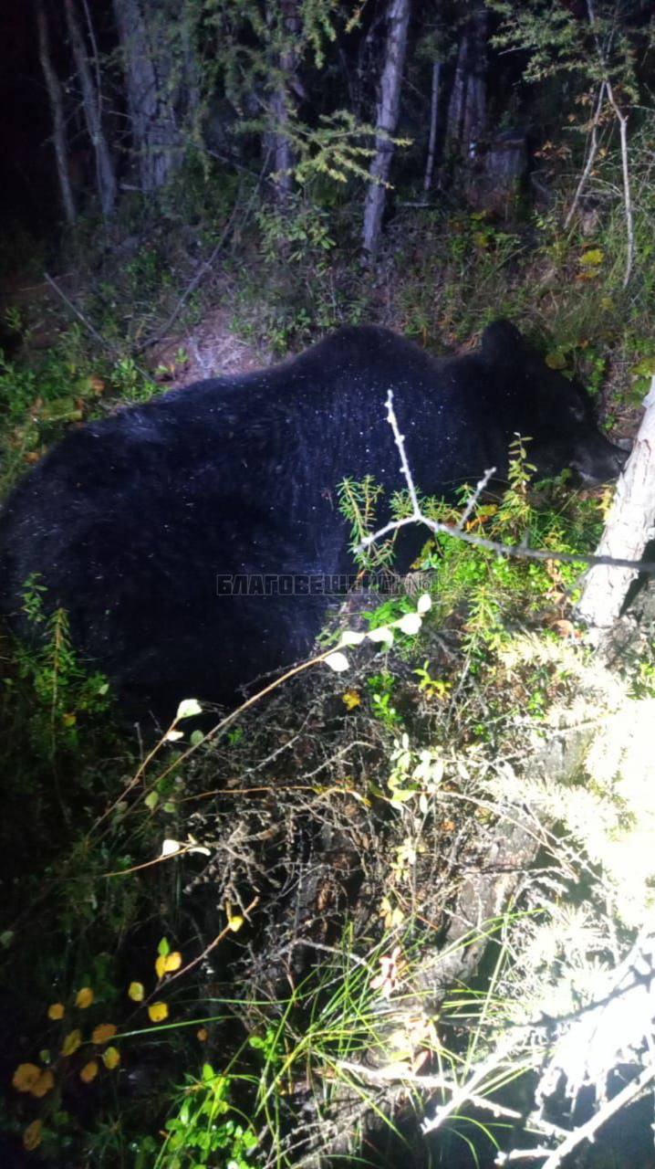 В Приамурье застрелили медведя, который держал в страхе всё село и задирал собак - 2x2.su картинка 2