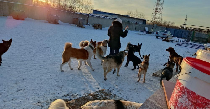 В Благовещенске зооволонтёры просят перед Новым годом закрыть долги приюта - 2x2.su