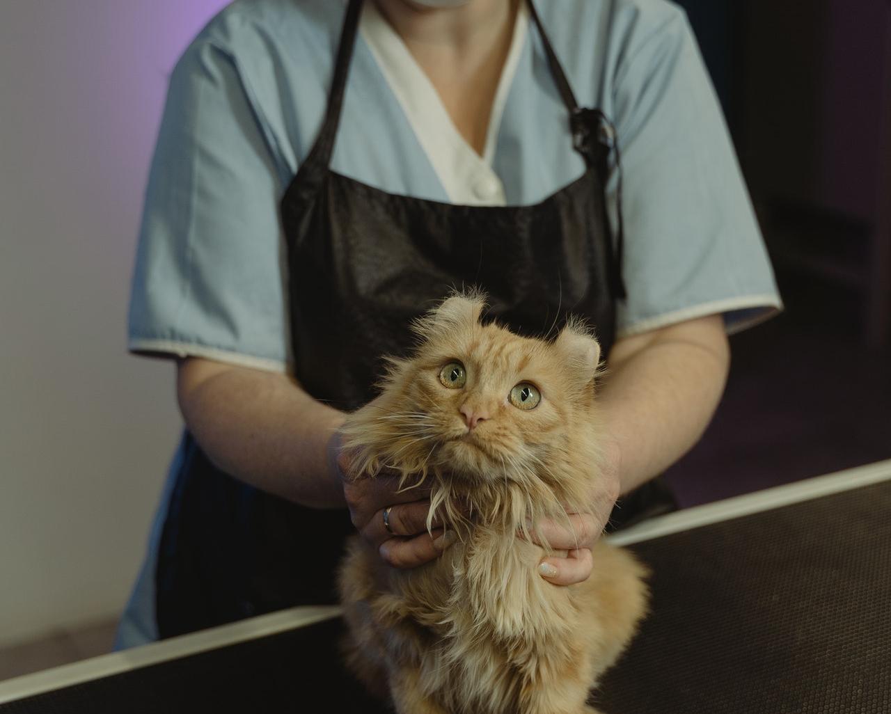 Стерилизация кошек и собак: зачем это делать? Говорит ветеринар