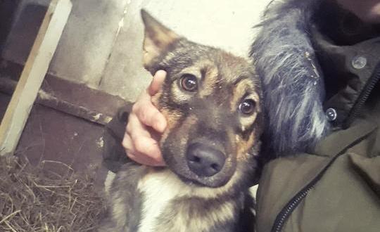 В Приамурье зоозащитники запустили акцию с новогодними подарками для животных из приюта - 2x2.su картинка 3