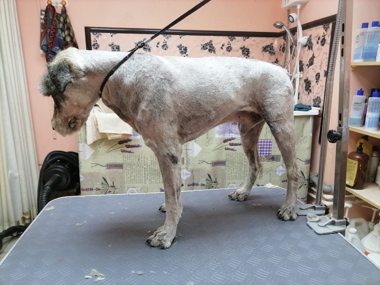 В Амурской области на трассе нашли собаку редкой породы 