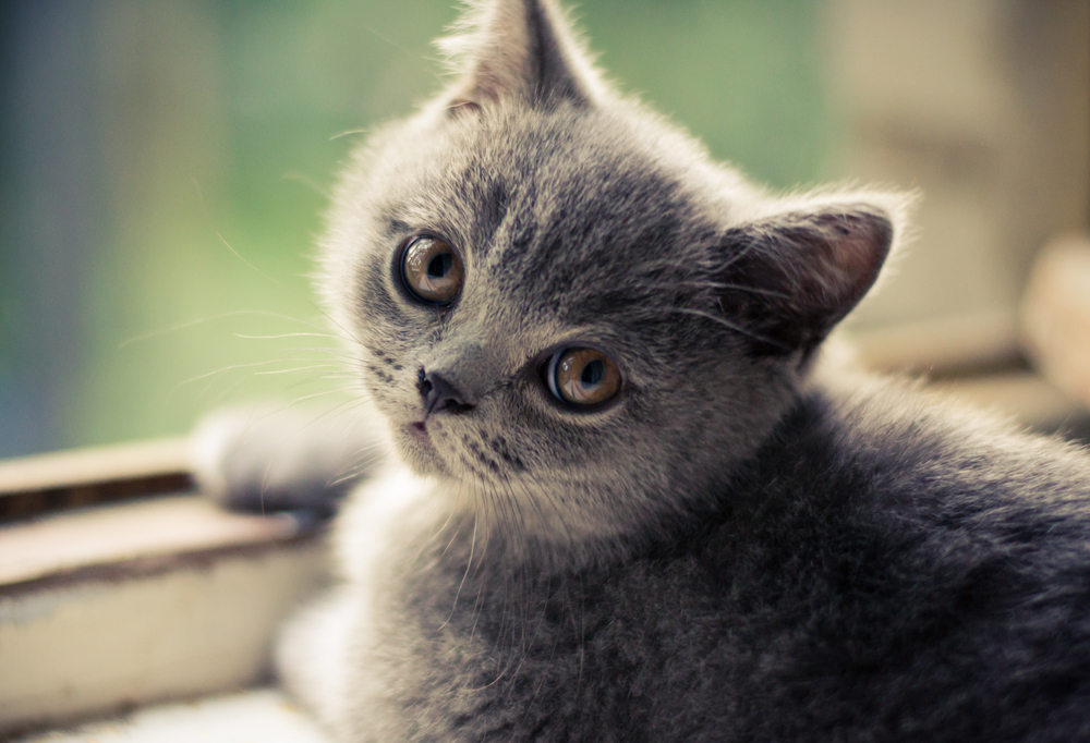 Гороскоп на 12 сентября: Овнам не нужен идеал, а Ракам придется много думать - 2x2.su