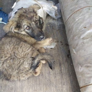 В Свободном в вагоне поезда нашли щенка с раздавленными лапами - 2x2.su