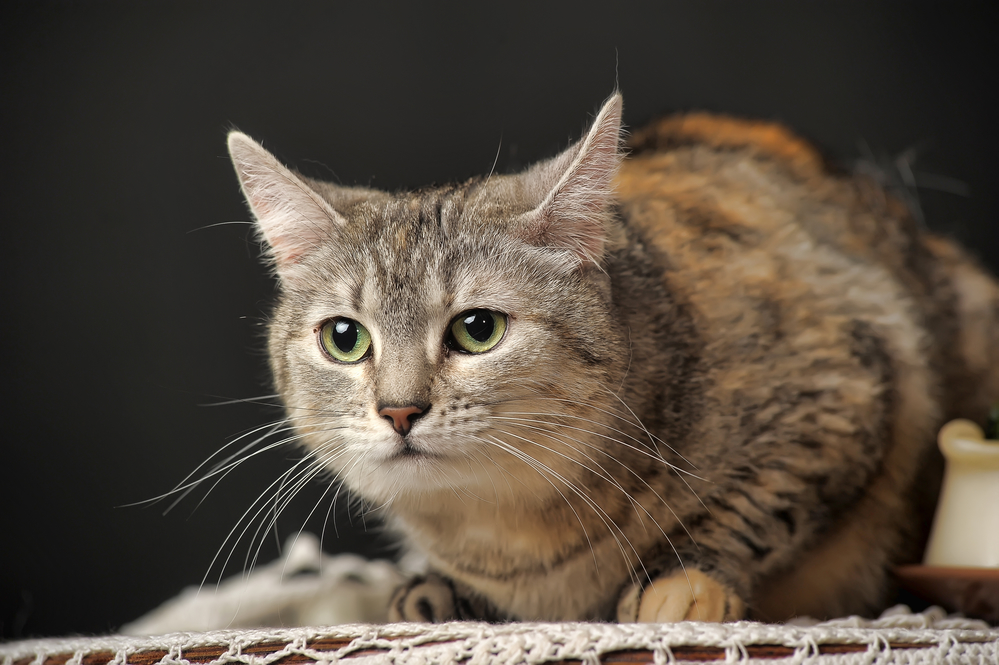 Гороскоп на 28 декабря: Овны душат вдохновение, а Скорпионы за волосы себя тащат - 2x2.su