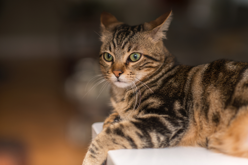 Гороскоп на 14 декабря: Овнам не надо суетиться, а Весы такие страстные - 2x2.su