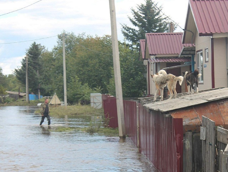 Жители затопленной Ивановки не захотели эвакуироваться из-за домашних животных
