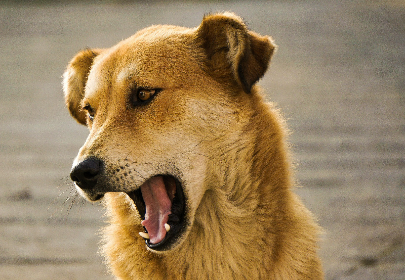 «Уже не одного человека покусала»: жители Белогорска жалуются на агрессивных бездомных собак - 2x2.su