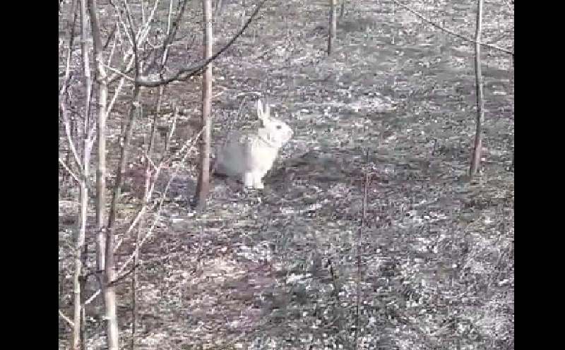 Амурские лесничие поделились видео с зайцем, который уцелел в жутком природном пожаре - 2x2.su