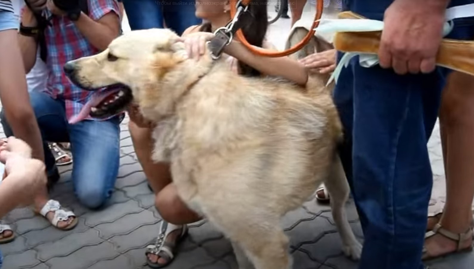 В Приамурье скончался пёс Дружок, охранявший дом во Владимировке во время наводнения 2013 года