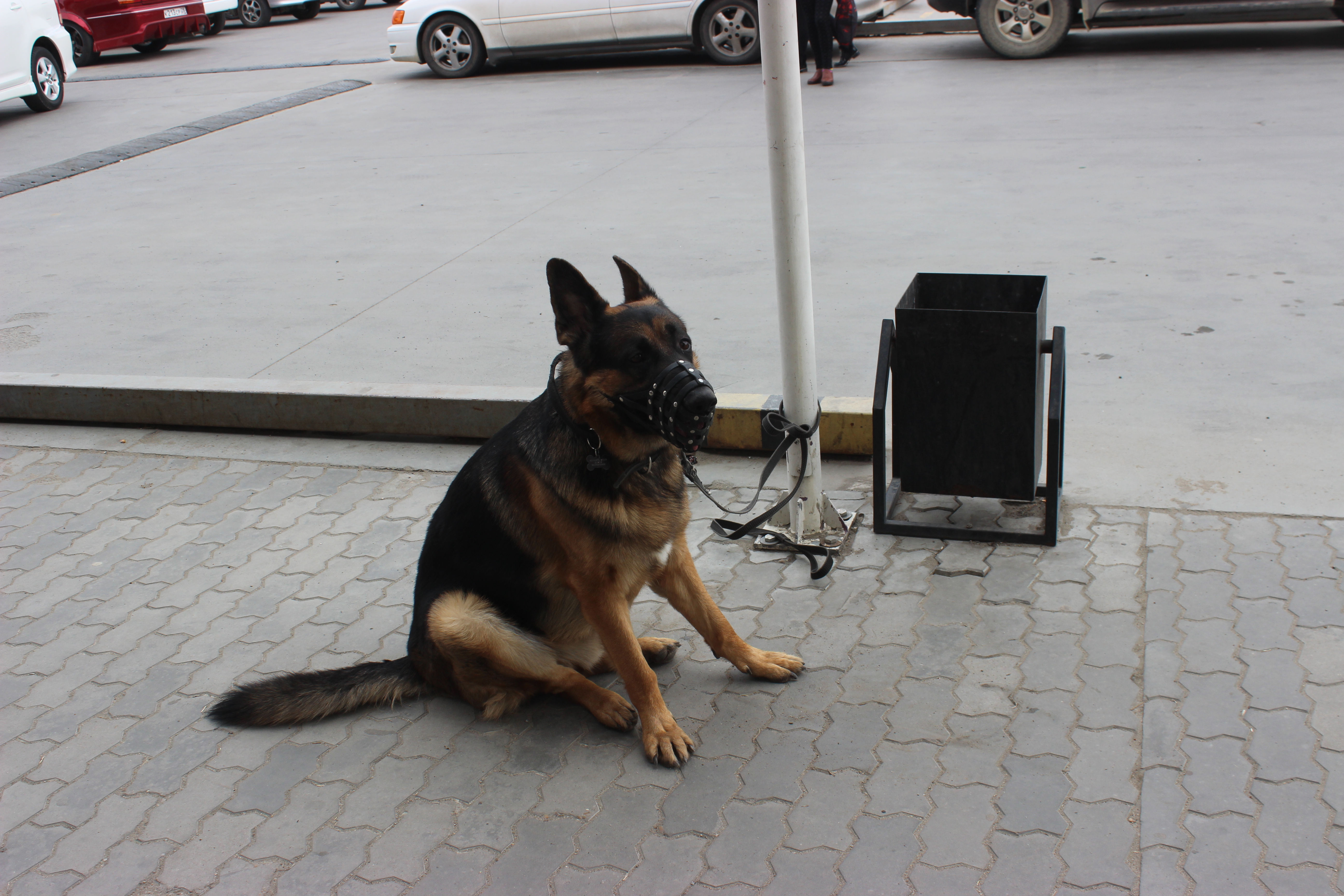 «Вход воспрещён»: куда в Благовещенске можно с собаками?  - 2x2.su картинка 9