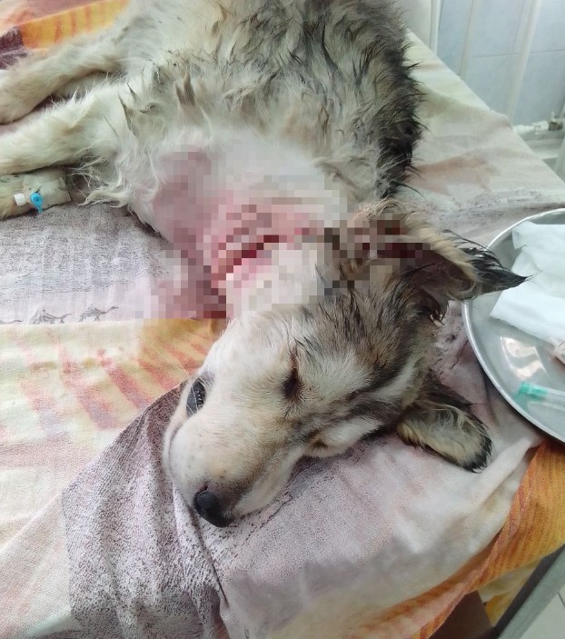 В лесу возле Благовещенска нашли щенка со страшной раной от вросшего ошейника - 2x2.su картинка 6