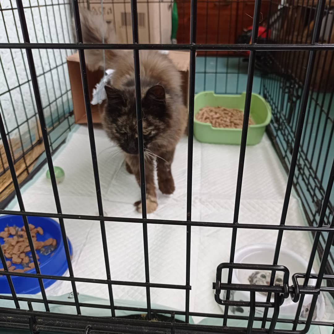 После паводка многие амурчане не  забрали своих животных у волонтёров - 2x2.su картинка 2