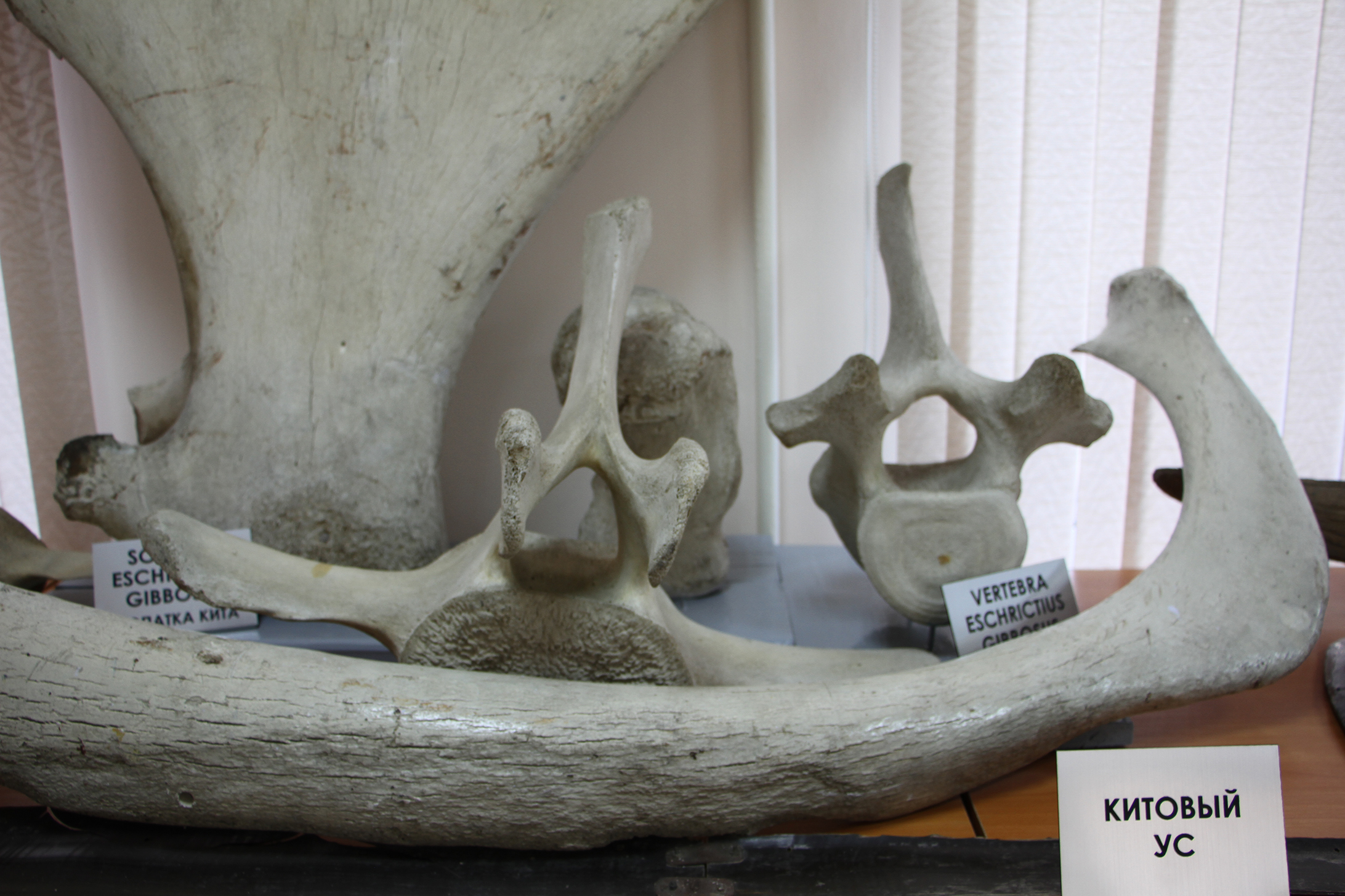 Погибший на мелководье китёнок стал экспонатом в амурском музее 