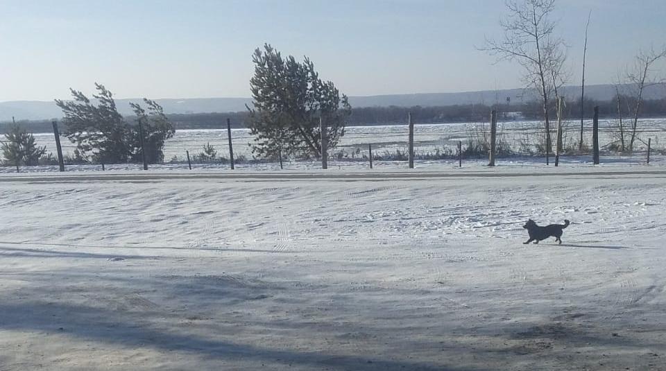 В Сергеевке бьют тревогу из-за десятков животных, брошенных хозяевами после переезда