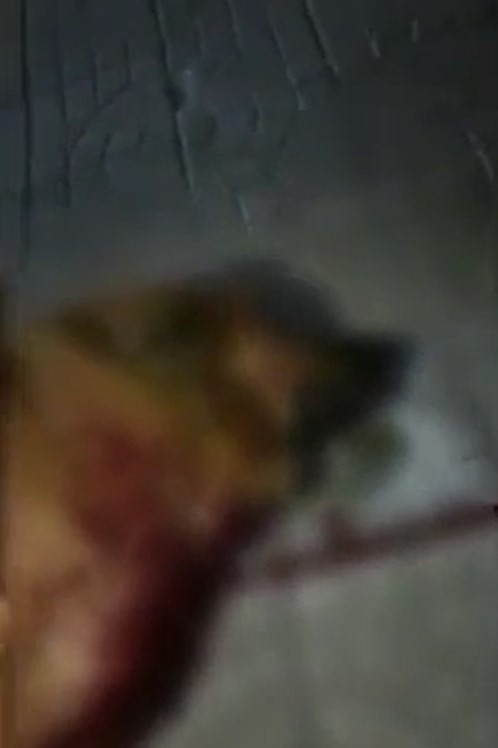 «Истекал кровью»: волонтёры объявили сбор для пса, которого расстреляли ночью в центре Благовещенска - 2x2.su картинка 2