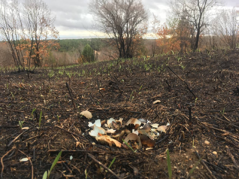 В Свободненском районе из-за палов растительности погибли птенцы фазана