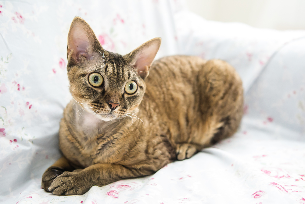 Гороскоп на 14 ноября: Раков пытаются соблазнить, а Скорпионы раздают подзатыльники - 2x2.su