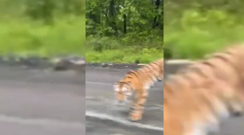 В Приморье пассажиры спровоцировали тигра: хищник бросился в погоню