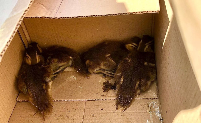 В Ивановке спасли выводок утят, провалившихся в подвал дома - 2x2.su