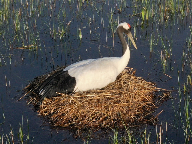 Стало известно, почему трекер у журавля, улетевшего из Приамурья в Китай, работает с перебоями - 2x2.su