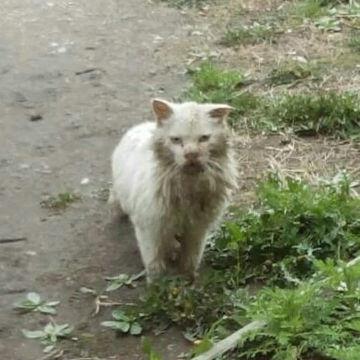 В Приамурье умер кот Борис, ждавший хозяев на пеньке четыре года - 2x2.su картинка 5