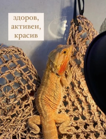 Скорпионы, белки, тараканы и лягушки: каких животных можно купить в Благовещенске - 2x2.su картинка 5