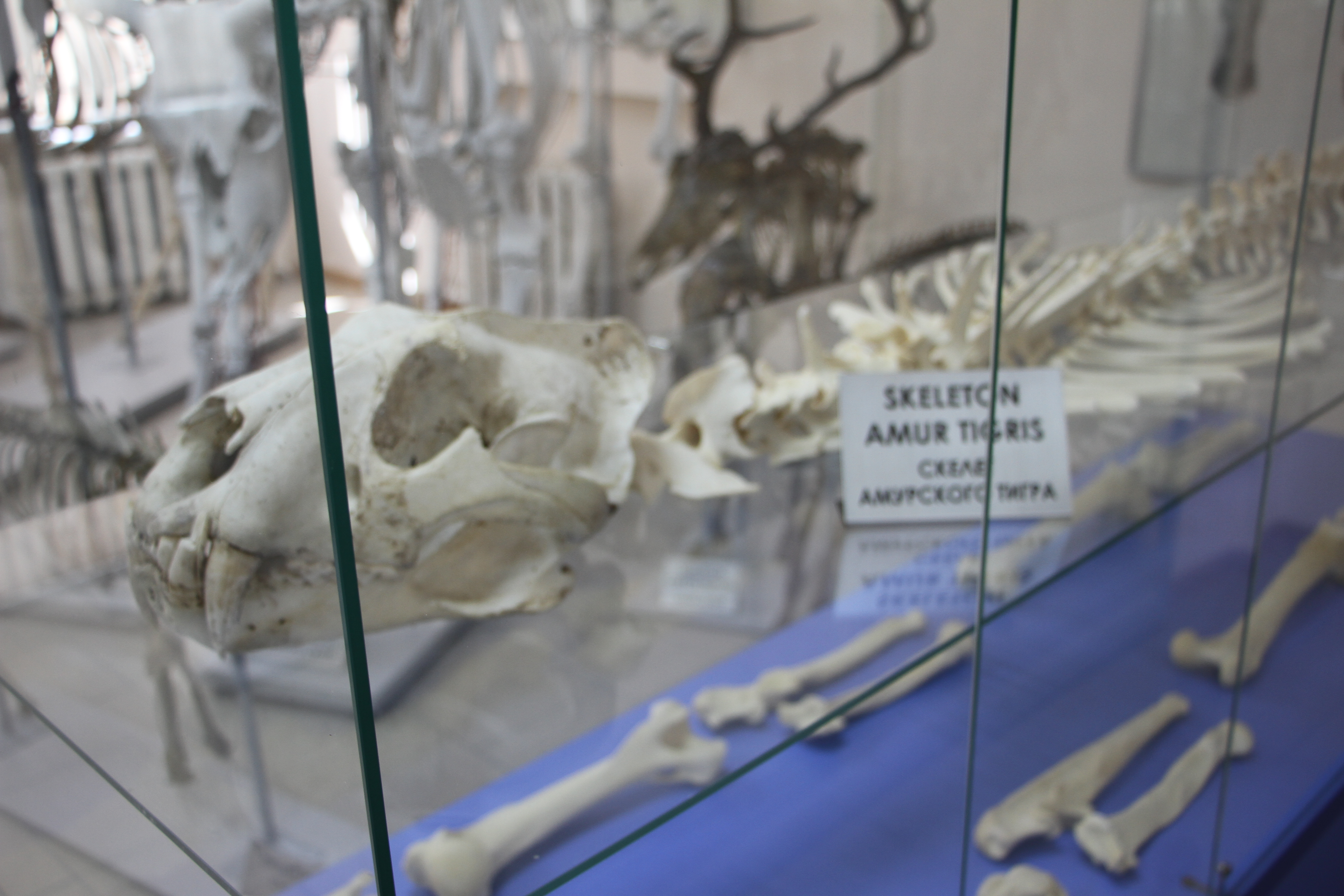 Шкура в одном музее, кости - в другом: где можно увидеть скелет амурского тигра