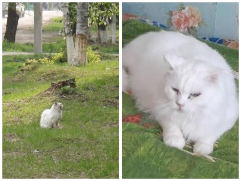 В Приамурье умер кот Борис, ждавший хозяев на пеньке четыре года - 2x2.su