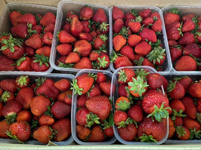 Стало известно, сколько стоят ягоды и овощи в Амурской области - 2x2.su