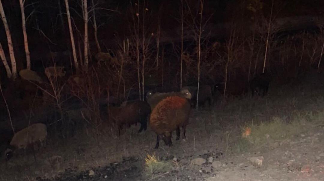 В Магдагачинском районе из-за столкновения большегрузов в лес убежало стадо баранов