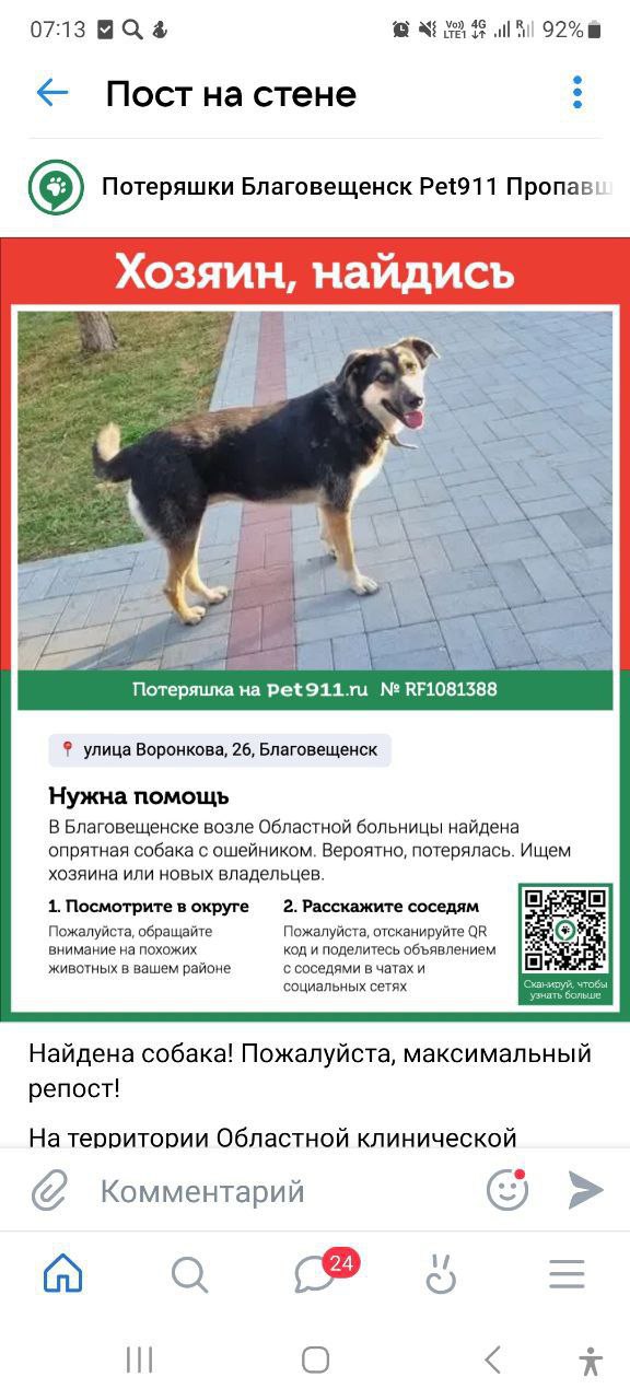 Благовещенский «Хатико» все еще ищет хозяина - 2x2.su картинка 4