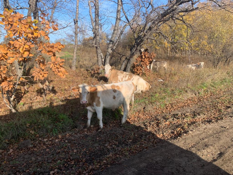 Амурчане жалуются на коров, которые разгуливают без присмотра по улицам  - 2x2.su