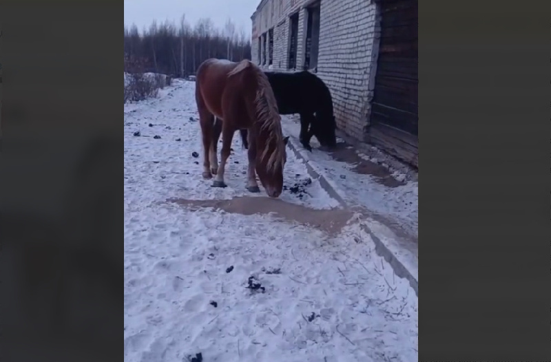 В амурском поселке пытаются спасти коней, которые остались без сена - 2x2.su