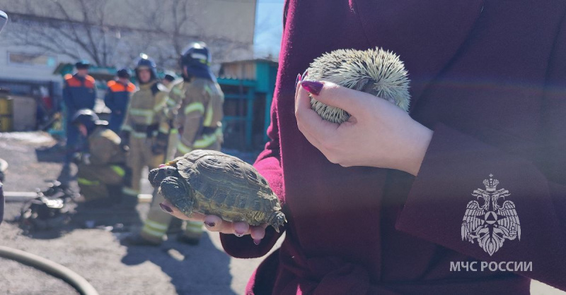 Ежа и черепаху спасли из огня пожарные в Благовещенске 