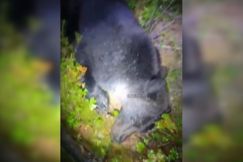 В Приамурье застрелили медведя, который держал в страхе всё село и задирал собак - 2x2.su