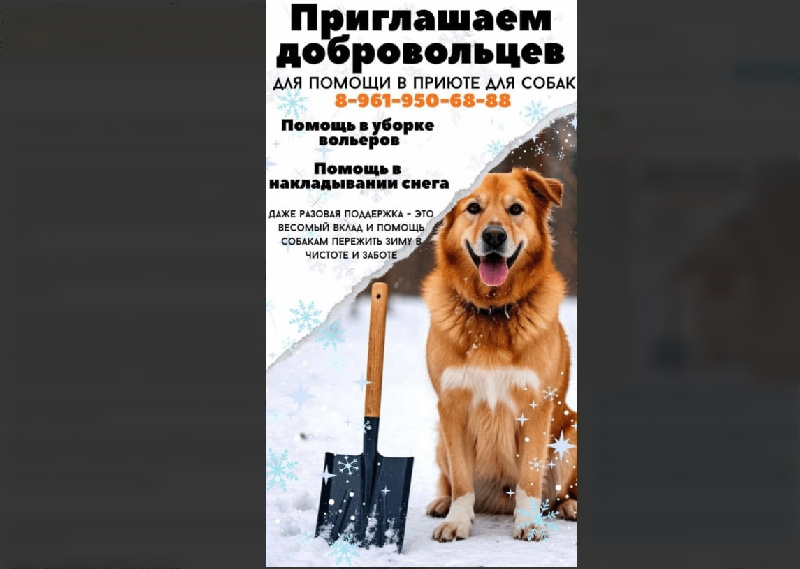 Благовещенский приют «Кошкин дом» ищет добровольцев для работы зимой  - 2x2.su