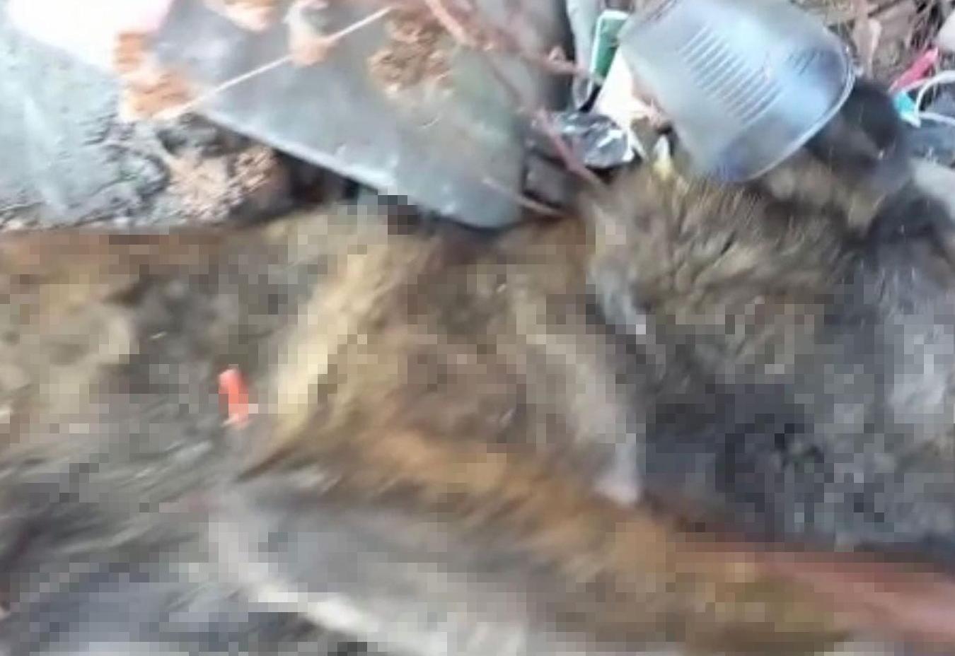 В Тынде неизвестные снова убивают собак ядовитыми дротиками