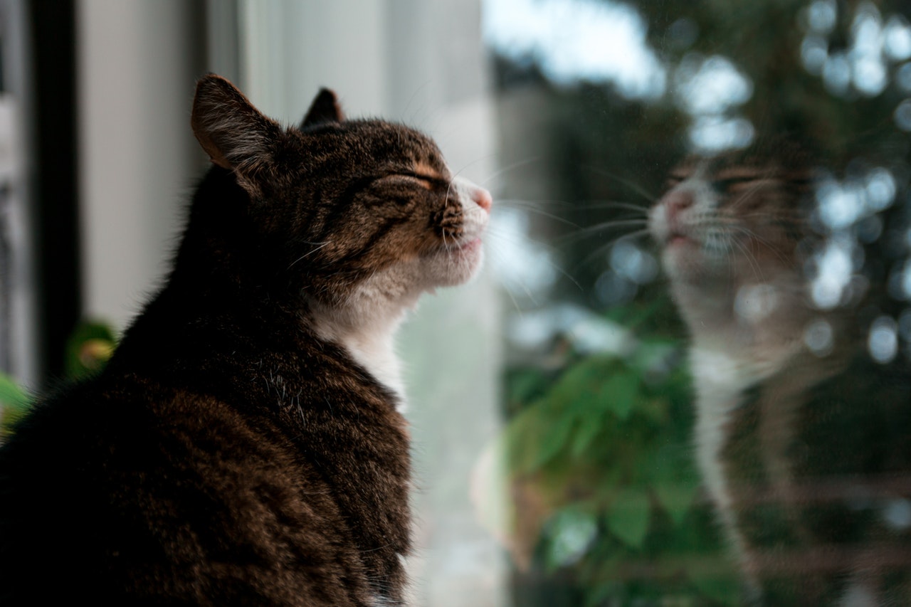 Кошка выпала из окна: что делать? Советы специалистов